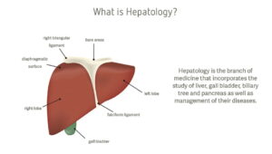 Hepatology – Treatment of Liver Diseases