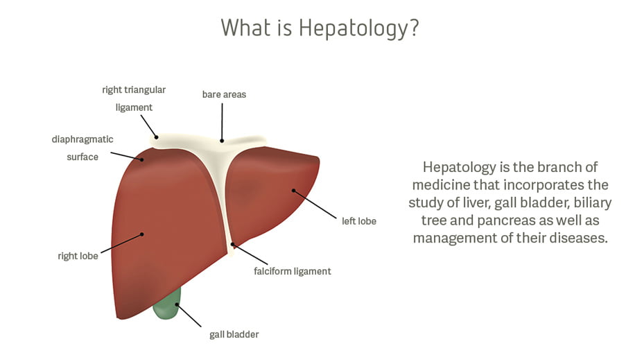 Hepatology – Treatment of Liver Diseases