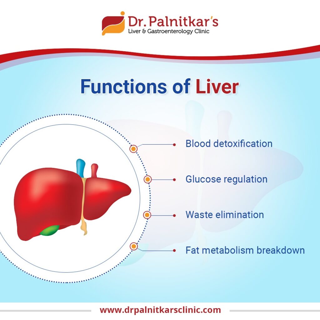 functions of liver